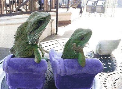 Lizard Iguana GIFs .